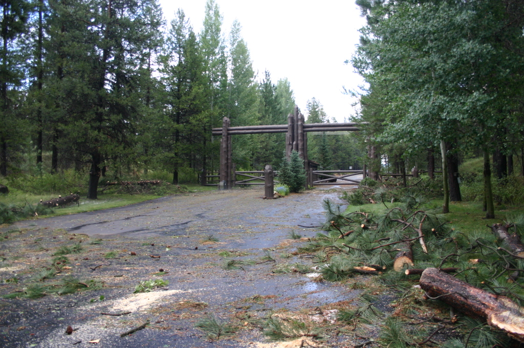 Tree limbs in foreground, log gate in background